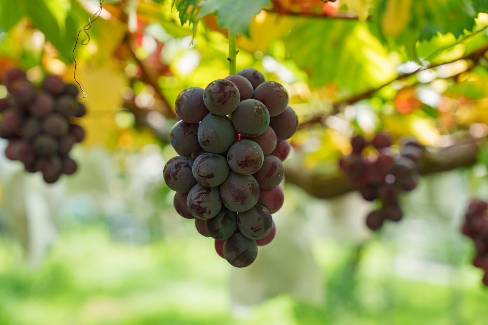 ぶどう狩りとシロップ作り体験-1