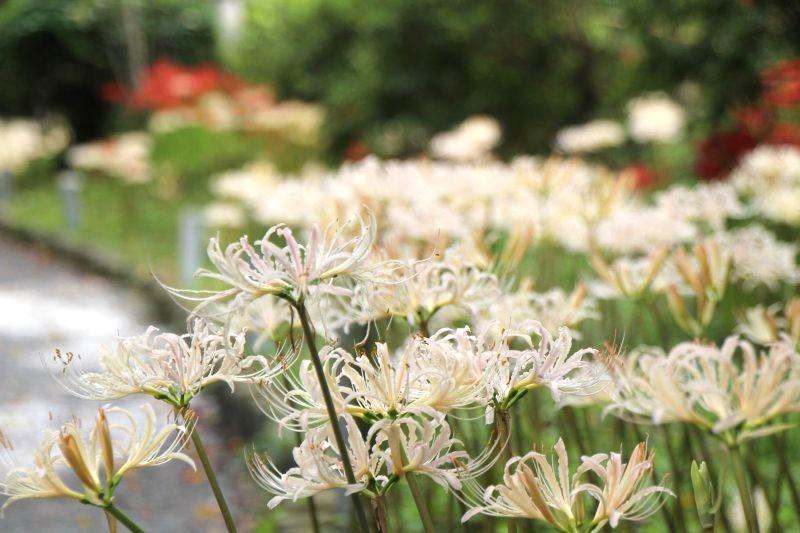 不老山正光寺-4