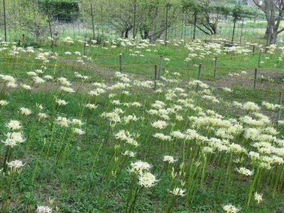 不老山正光寺-8