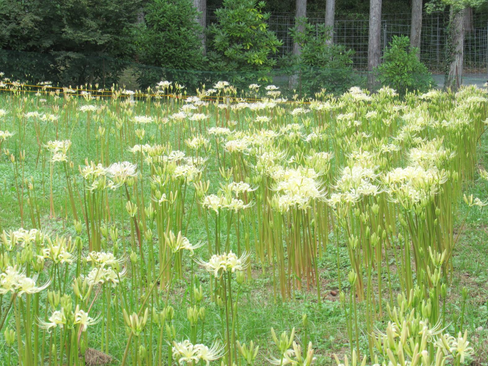 不老山正光寺-7