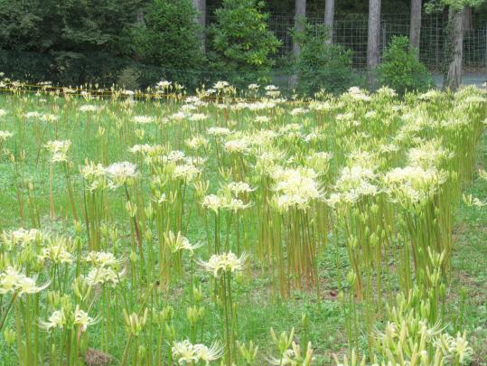 不老山正光寺-7