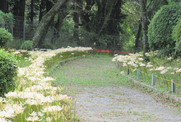 白い彼岸花まつり（不老山正光寺）-7