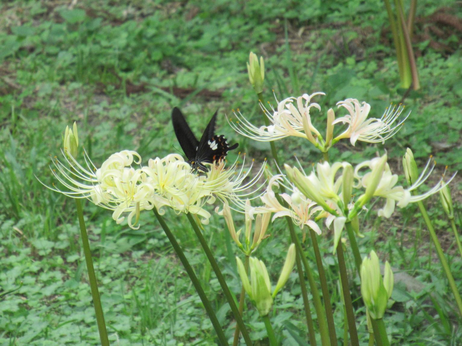 白い彼岸花まつり（不老山正光寺）-4