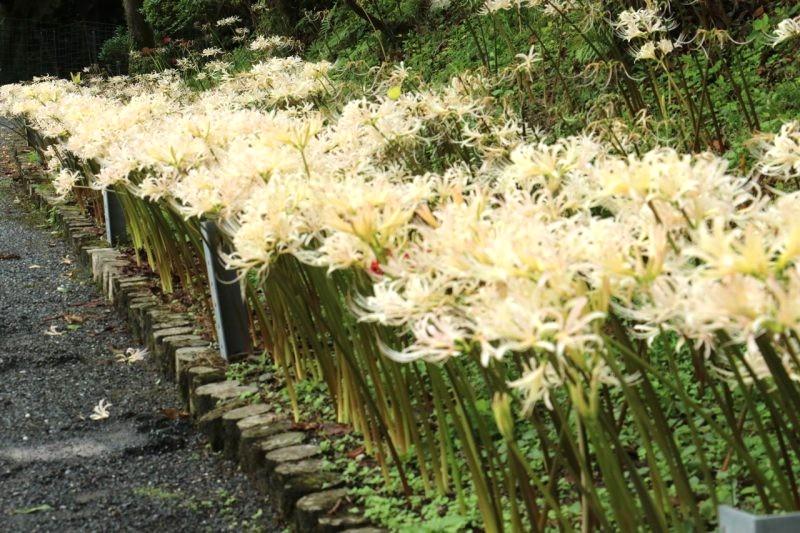 白い彼岸花まつり（不老山正光寺）-3
