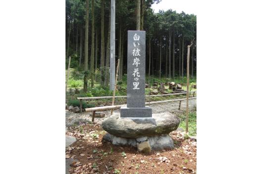 白い彼岸花まつり（不老山正光寺）-9