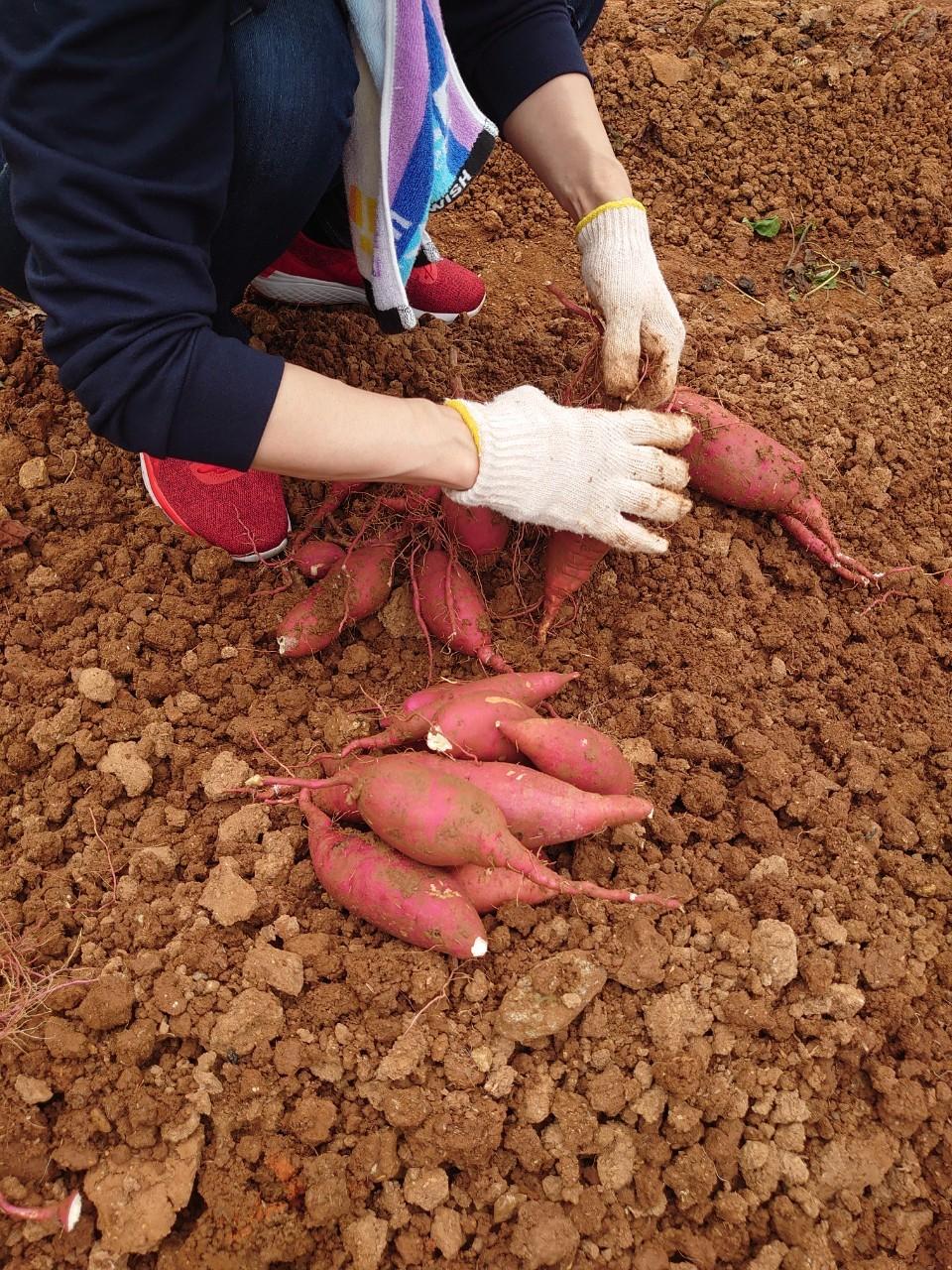 【ぶぜんみたいけん】豊前産サツマイモ掘り＆芋のモンブランロールケーキづくり-1