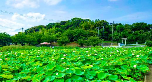 島津峯ヶ浦池公園-0