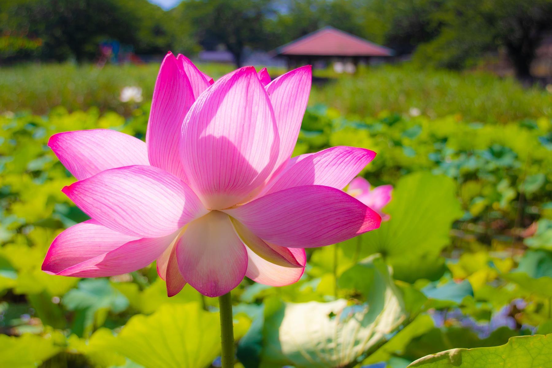 島津峯ヶ浦池公園-2