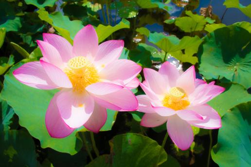 島津峯ヶ浦池公園-1