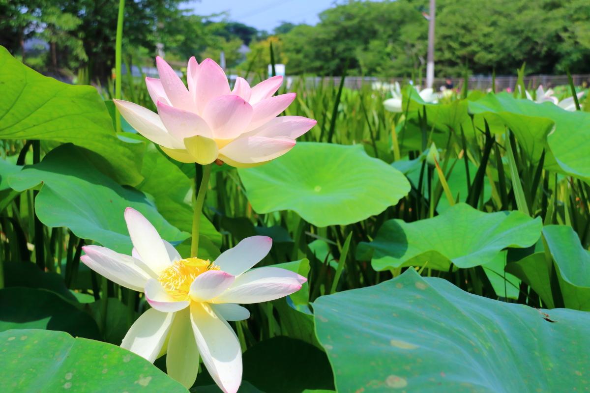 島津峯ヶ浦池公園-3