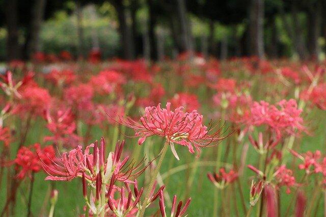 海の中道海浜公園の彼岸花（ヒガンバナ）-3