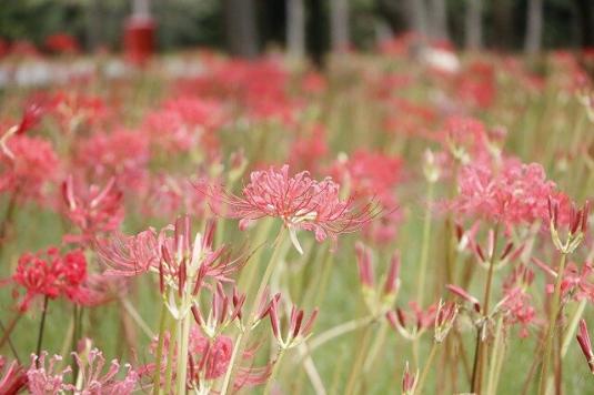 海の中道海浜公園の彼岸花（ヒガンバナ）-2