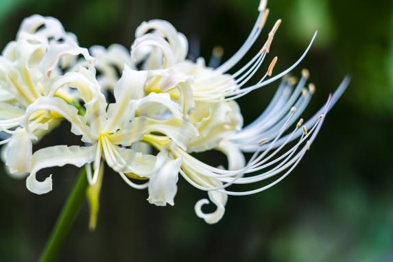海の中道海浜公園の彼岸花（ヒガンバナ）-1