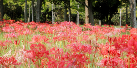 海の中道海浜公園の彼岸花（ヒガンバナ）-0
