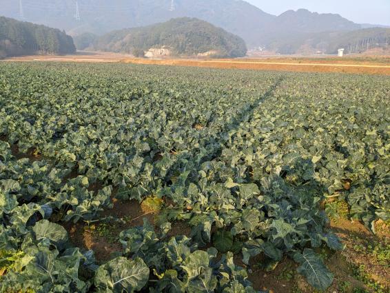 【いいづかヒューマンツーリズム】ブロッコリー収穫体験（飯塚市）-1