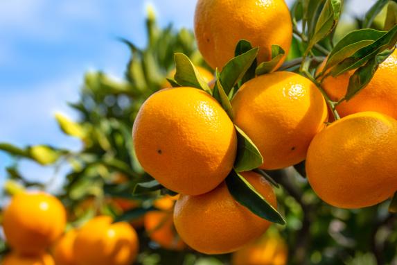 山川みかん狩り ブランドみかん北原早生 収穫体験（みやま市）-0