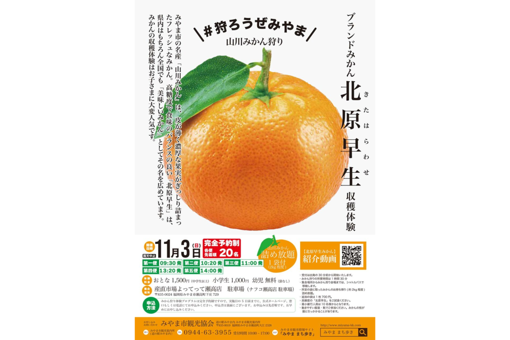 山川みかん狩り ブランドみかん北原早生 収穫体験（みやま市）-1