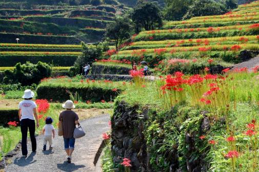 つづら棚田の彼岸花（ヒガンバナ）-4