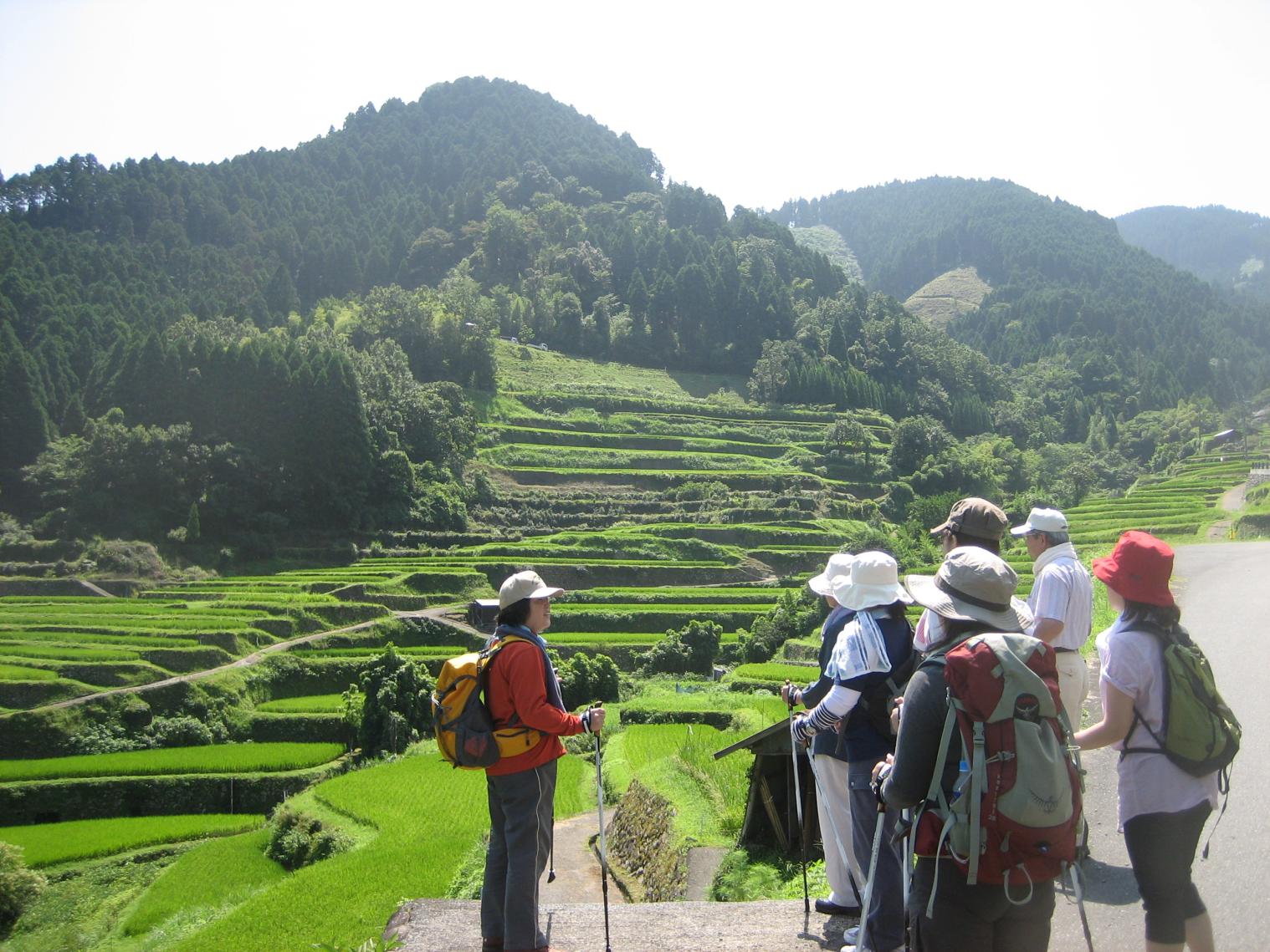 つづら棚田の彼岸花（ヒガンバナ）-3