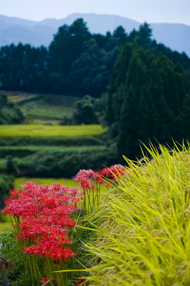 鹿里棚田の彼岸花（ヒガンバナ）-3