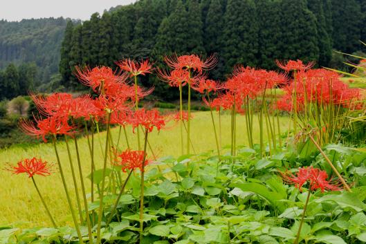 鹿里棚田の彼岸花（ヒガンバナ）-0