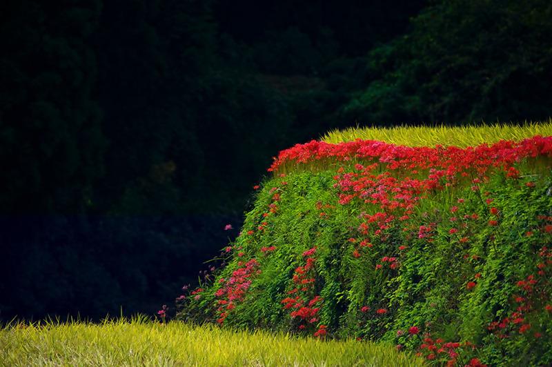 鹿里棚田の彼岸花（ヒガンバナ）-1