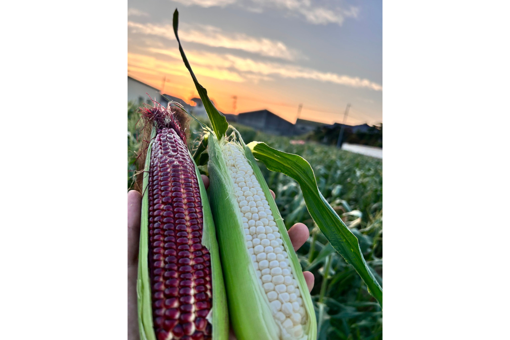 とうもろこし狩り（みやま市）-1