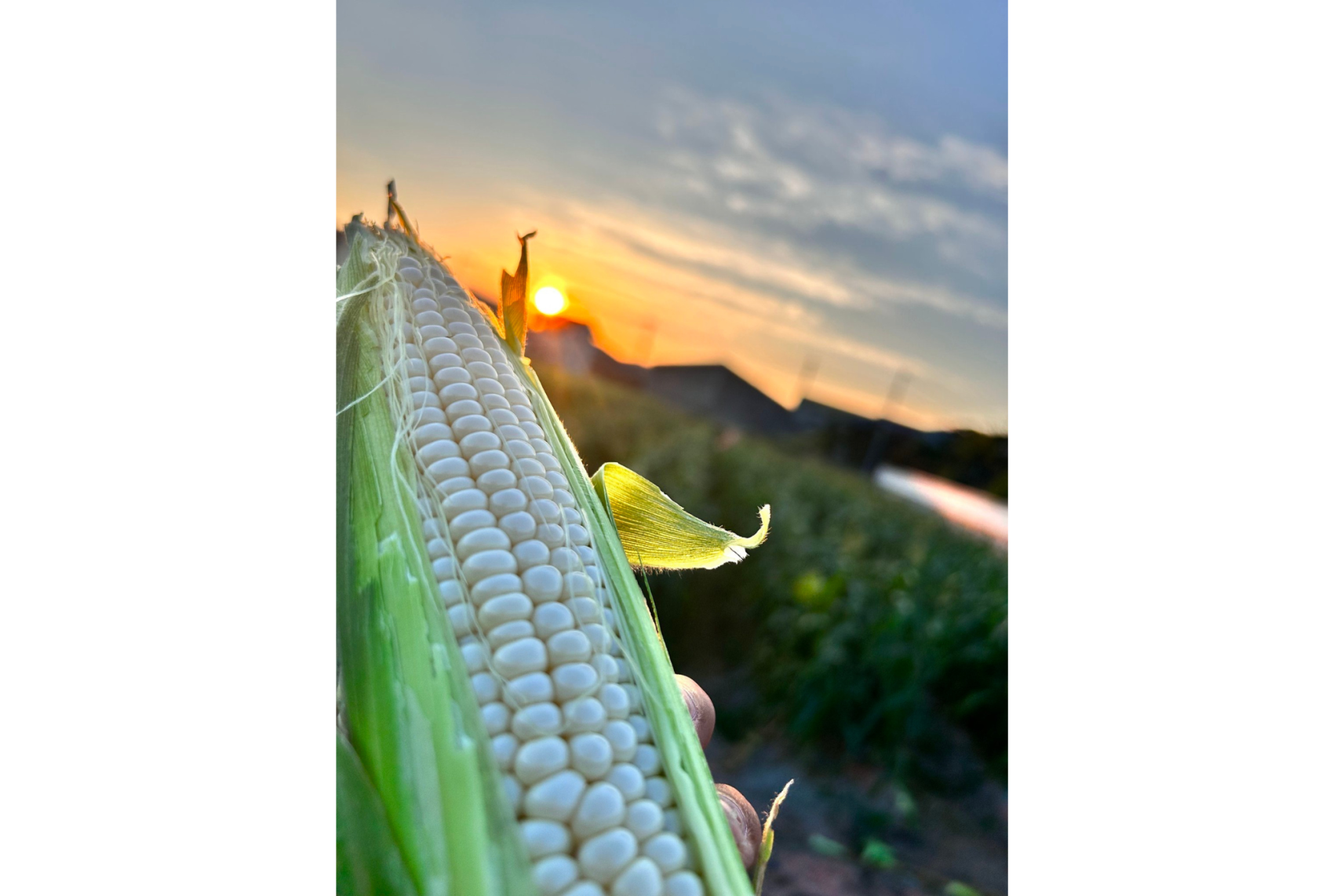 とうもろこし狩り（みやま市）-3