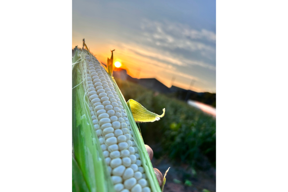 とうもろこし狩り（みやま市）-3