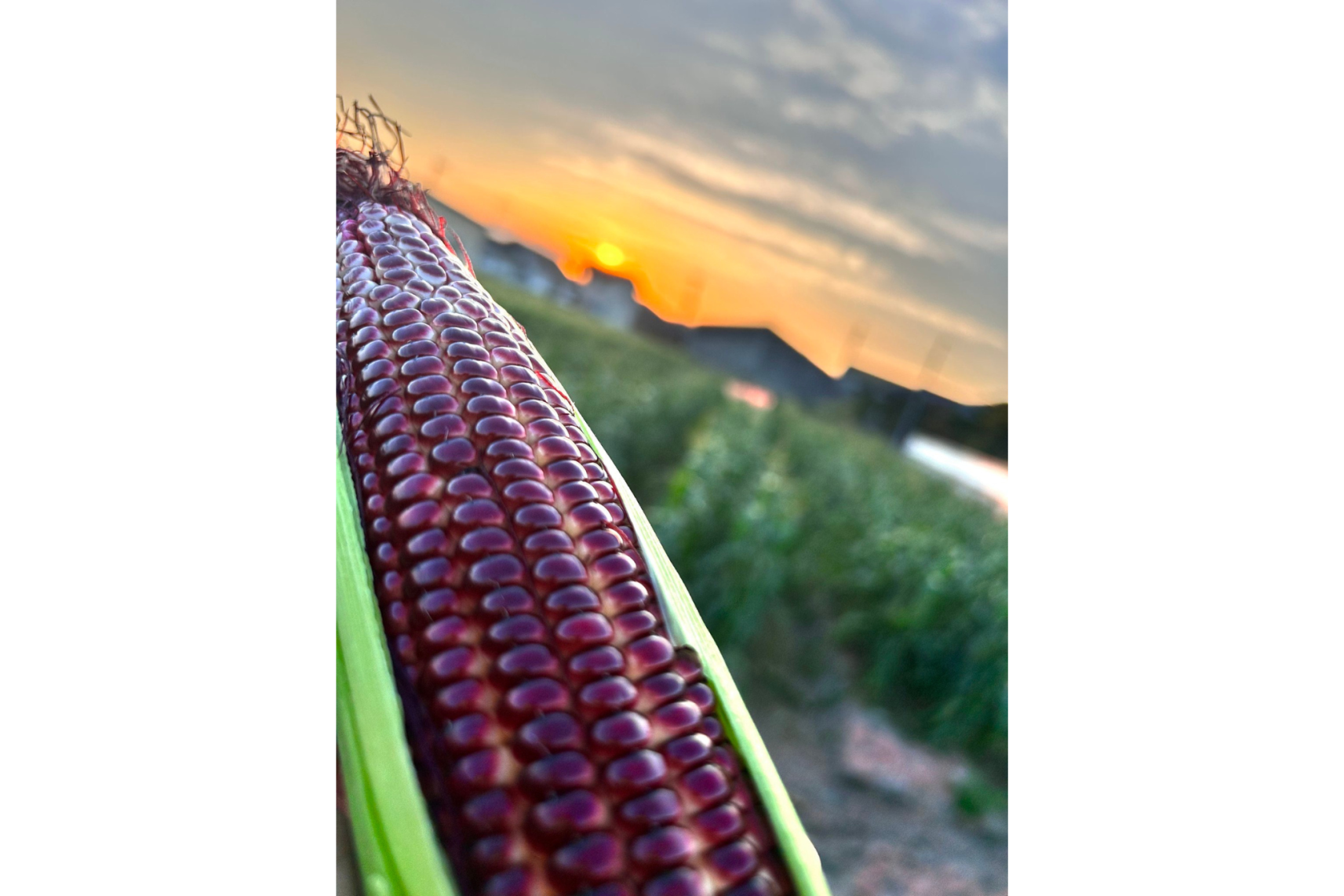 とうもろこし狩り（みやま市）-2