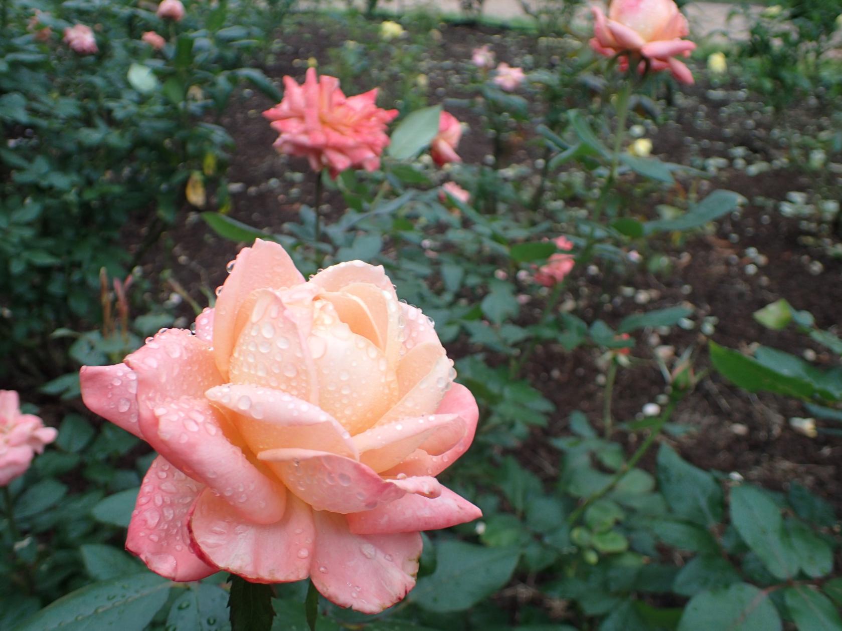 【花農丘公園・北九州市立総合農事センター】秋のばらフェア-1