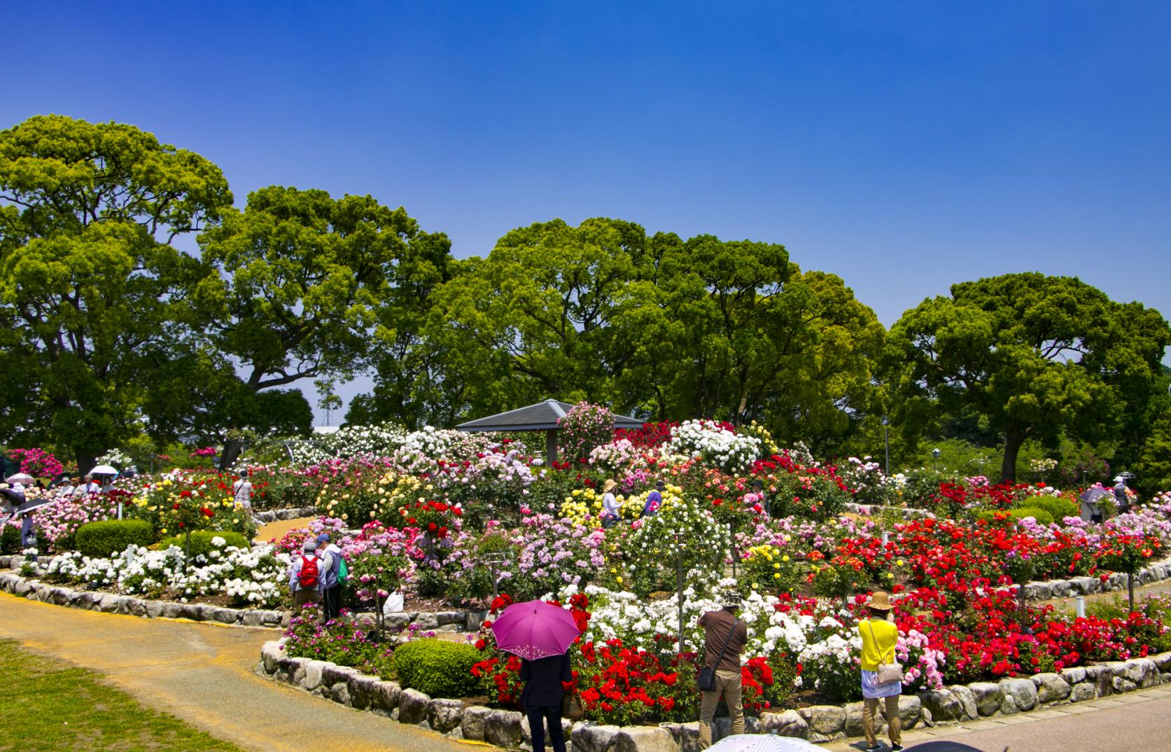 【駕与丁公園】秋のバラ-1