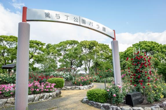 【駕与丁公園】秋のバラ-2