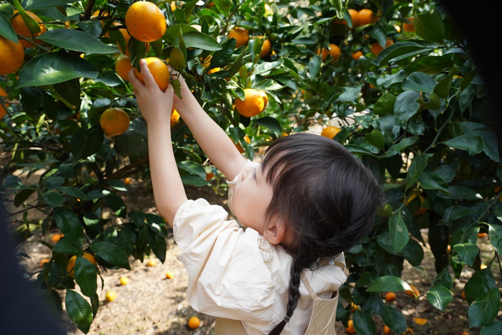 旅する果実時間　みかん狩りと秋の美食体験ツアー-2