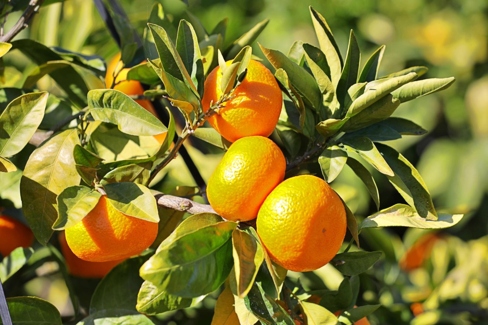 旅する果実時間　みかん狩りと秋の美食体験ツアー-1