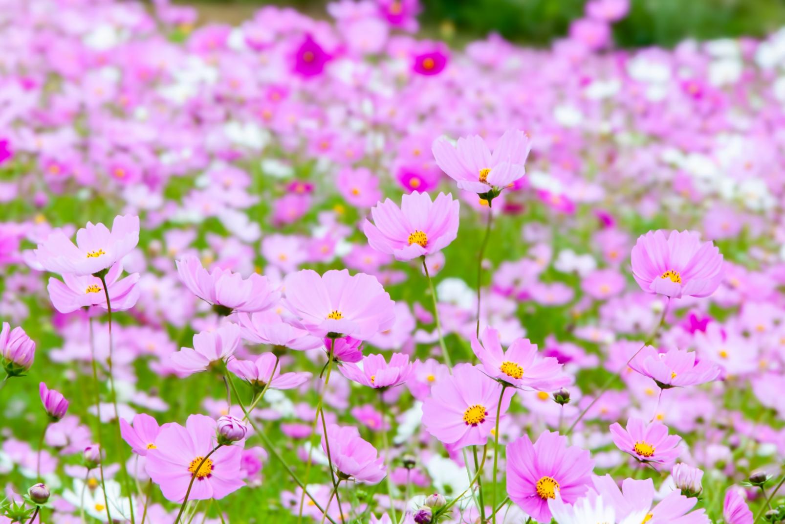 秋の筑後と「マイナビ ツール・ド・九州２０２５」観戦バスツアー（福岡発）-2