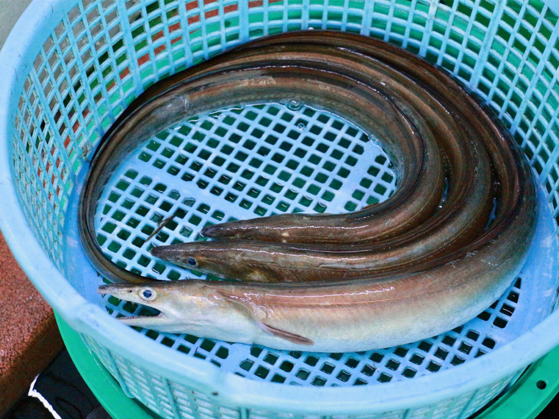 ふくおかの魚フェア～豊築の鱧フェア～-2