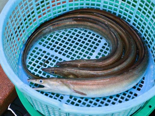 ふくおかの魚フェア～豊築の鱧フェア～-2