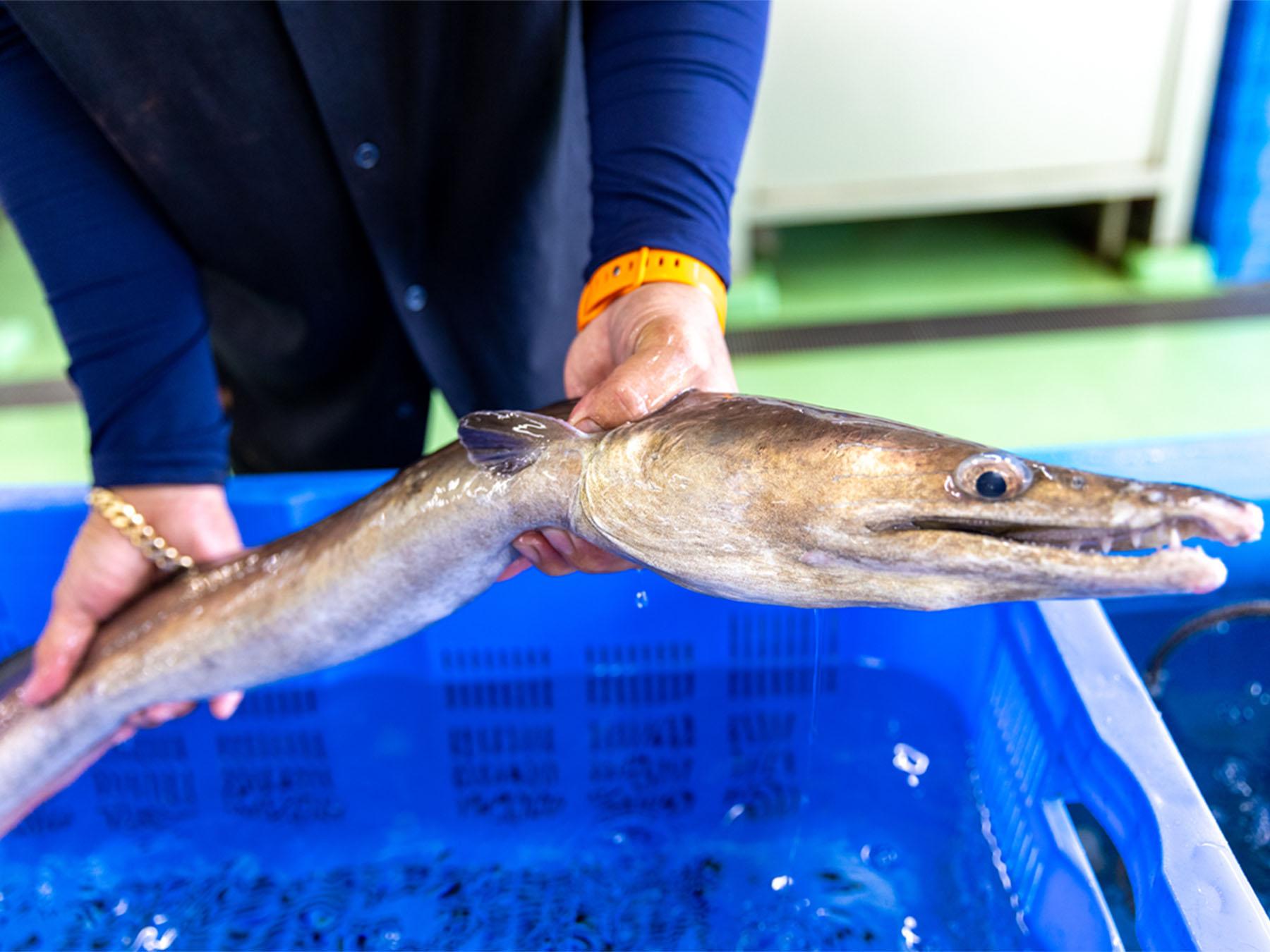ふくおかの魚フェア～豊築の鱧フェア～-3