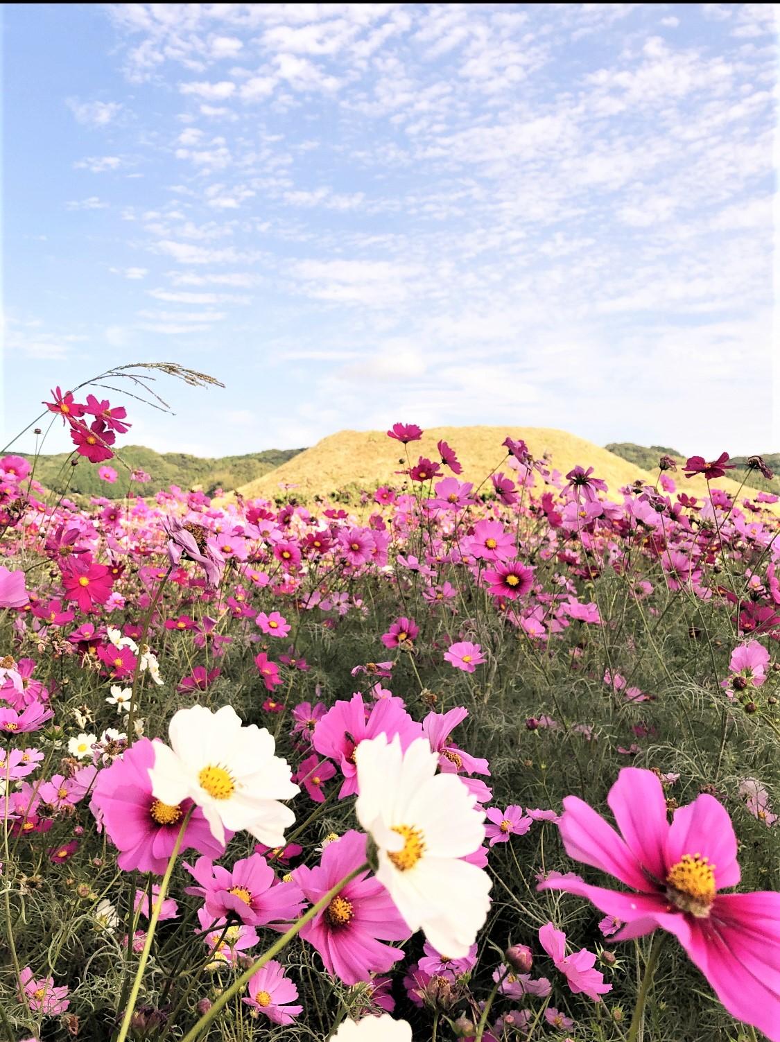 新原・奴山古墳群のコスモス-2