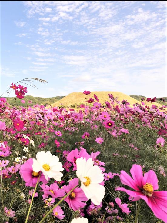 新原・奴山古墳群のコスモス-2
