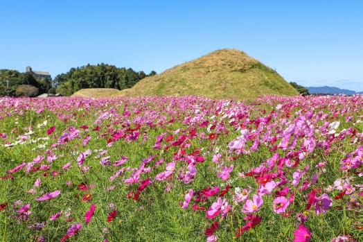 新原・奴山古墳群のコスモス-1