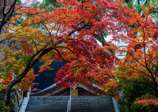 【宝満宮竈門神社】秋のえんむすび大祭-4