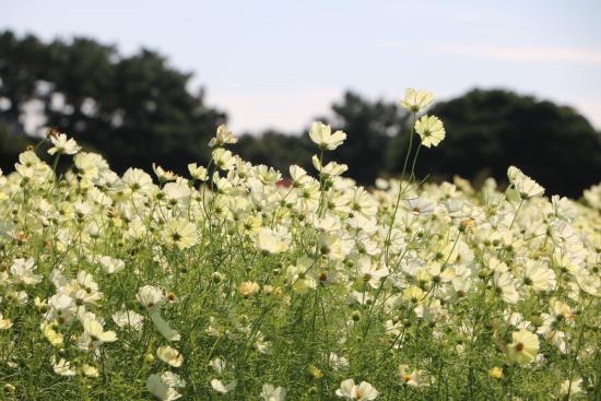 海の中道海浜公園のコスモス-3