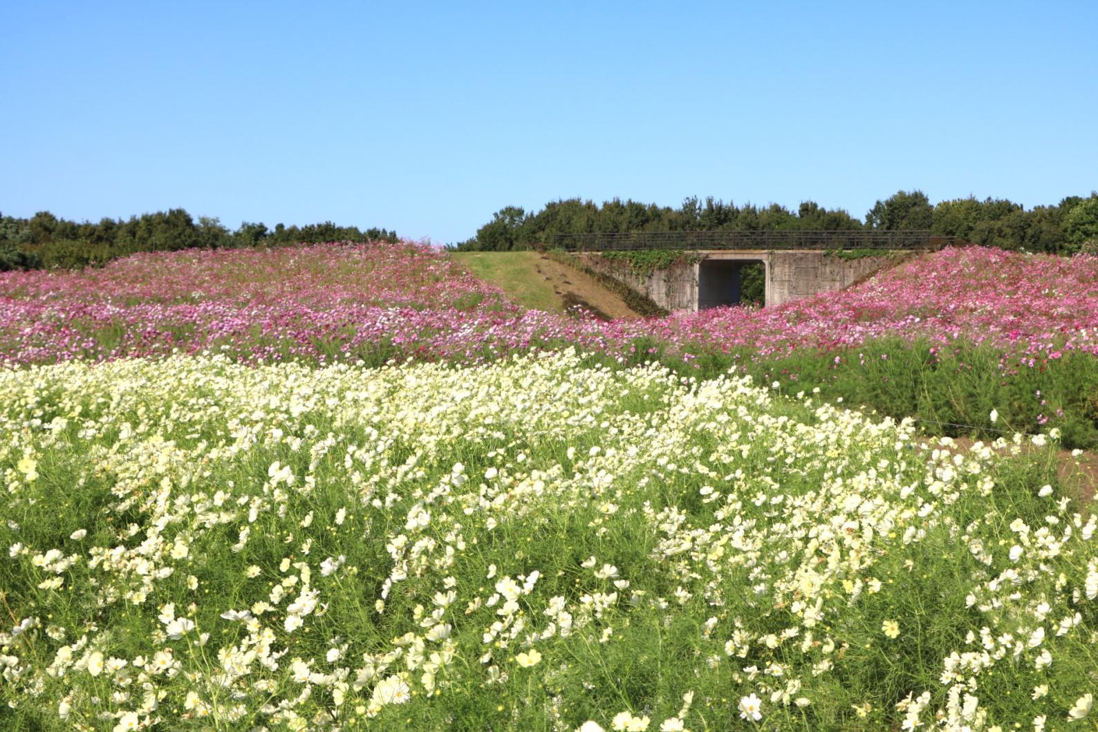 海の中道海浜公園のコスモス-4