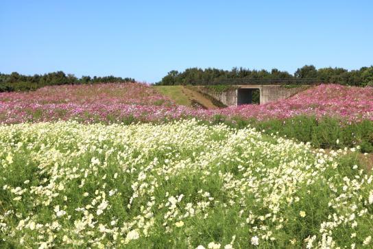海の中道海浜公園のコスモス-4