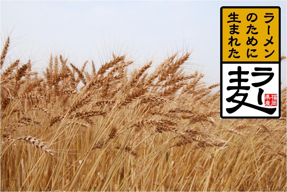ラー麦-1
