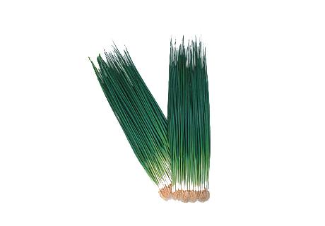 博多万能ねぎ-1