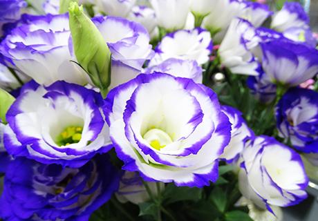 トルコギキョウ-1