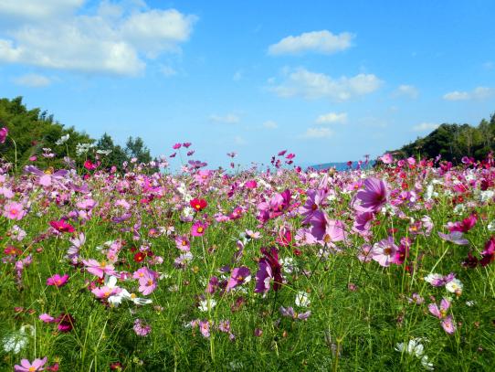今津コスモス広場　花摘みイベント-3